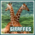 Giraffes